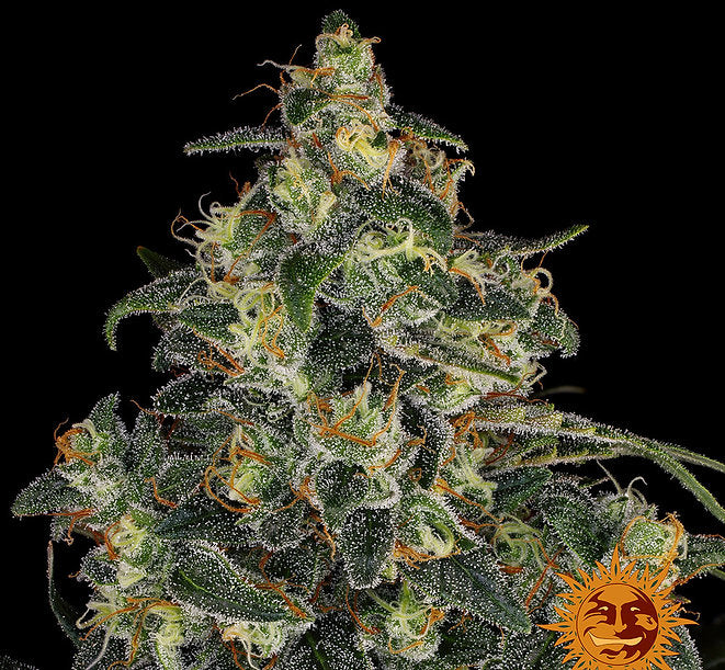 Blue Haze X Gelato Auto 41