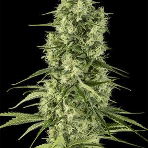 Semi di Diamond Girl