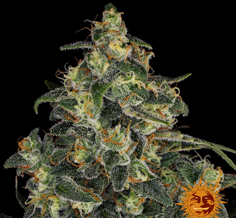 Semi di Blue Haze X Gelato Auto 41