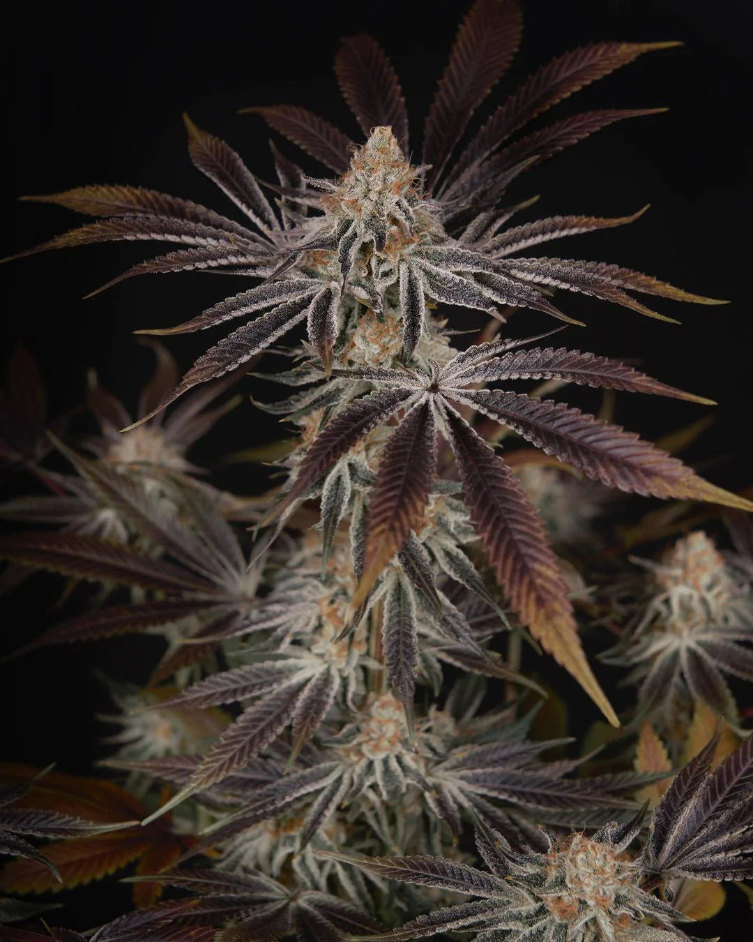 Semi di Dark Phoenix