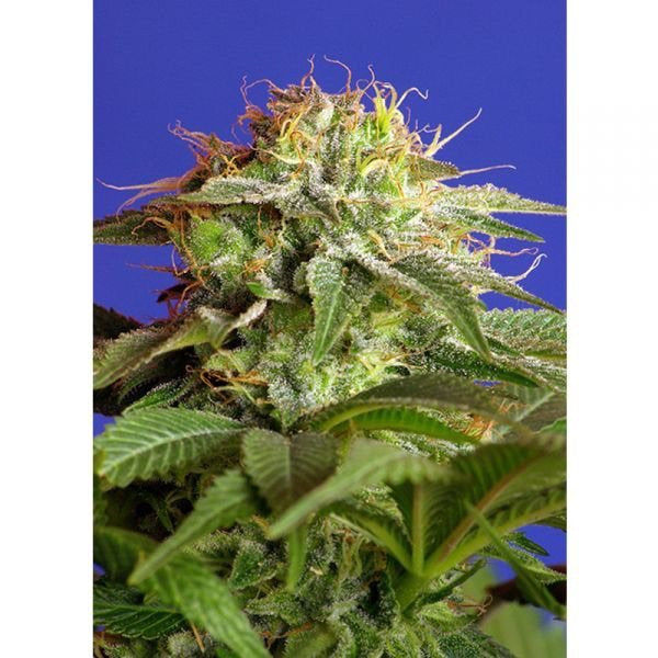 Semi di Green Poison