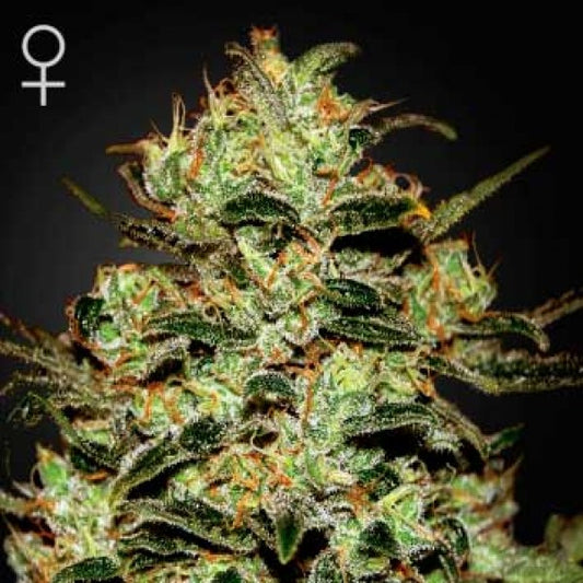 Moby Dick seeds