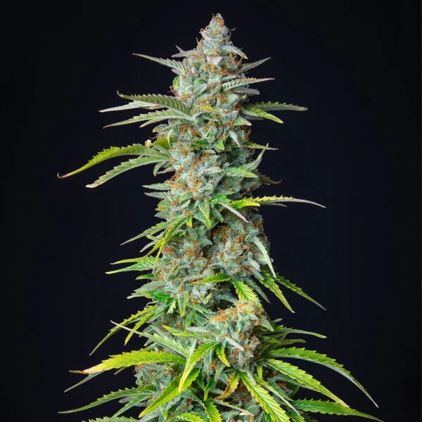 Northern Light Automatic seeds